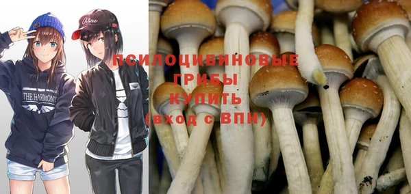 шишки Белокуриха